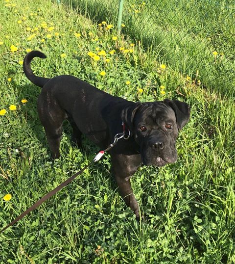 Najsłodsza mordka na świecie należny do Tytanka <3