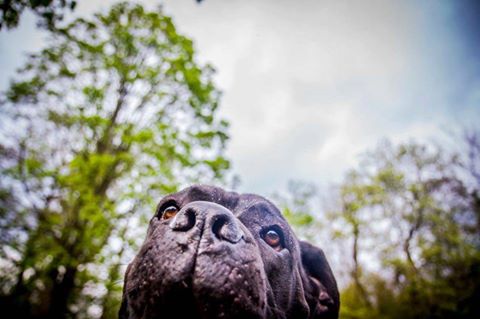 hihi a kuku Człowieki :D , szukacie mi domu ?  Lizaki -wasz Tytan :D
