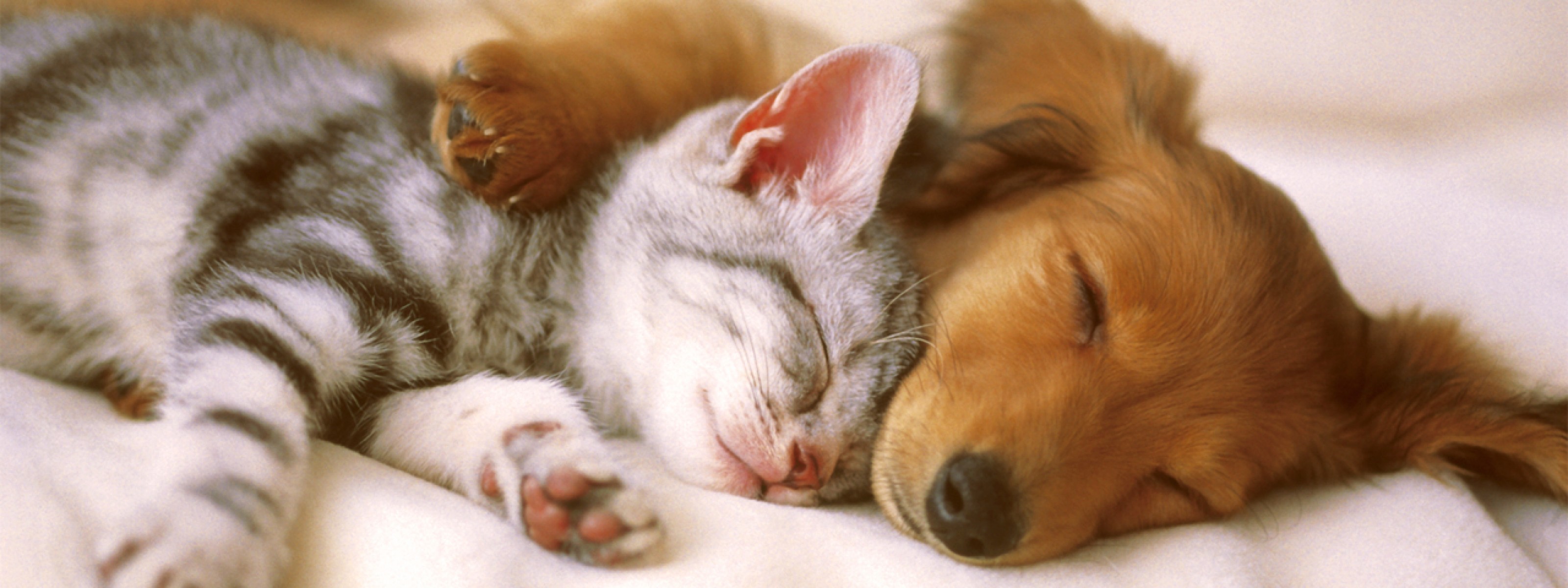 Jak pies z kotem pod jednym dachem ? - zapraszamy do lektury