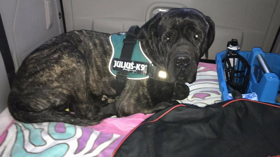 Sony- powitajcie nowego chłopaka na pokładzie fundacji