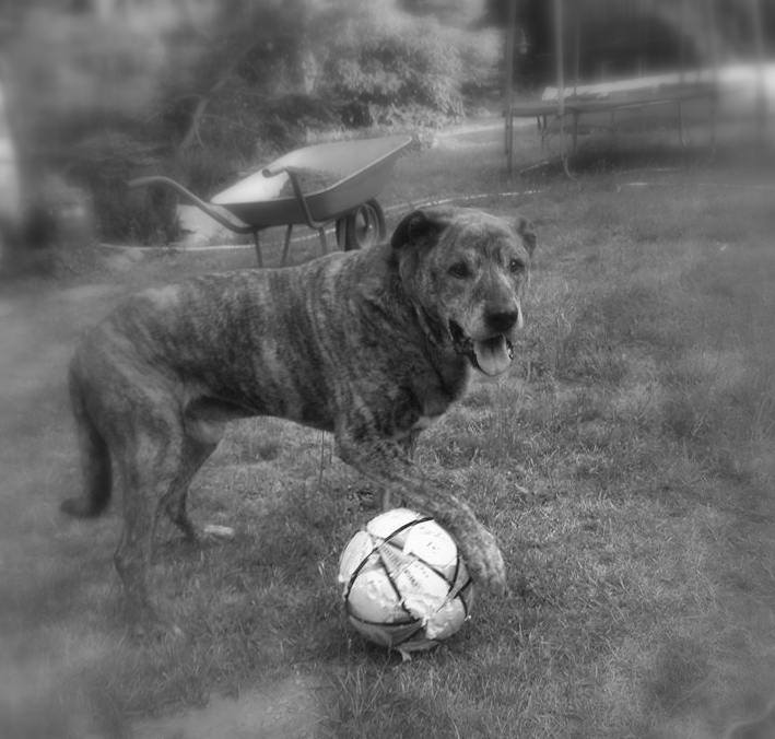 Kiedy tracisz Przyjaciela płacze świat :( Dziś opuścił nas Drakuś [R.I.P] 