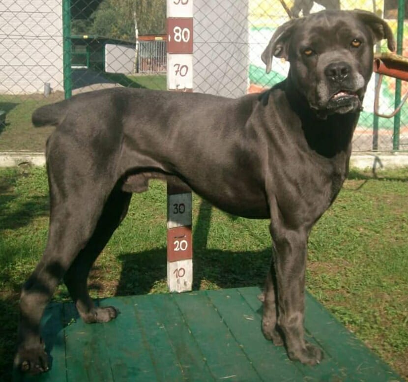 18 stycznia 2018 na pokład fundacji trafia kolejna psia bieda- SPAJKI 