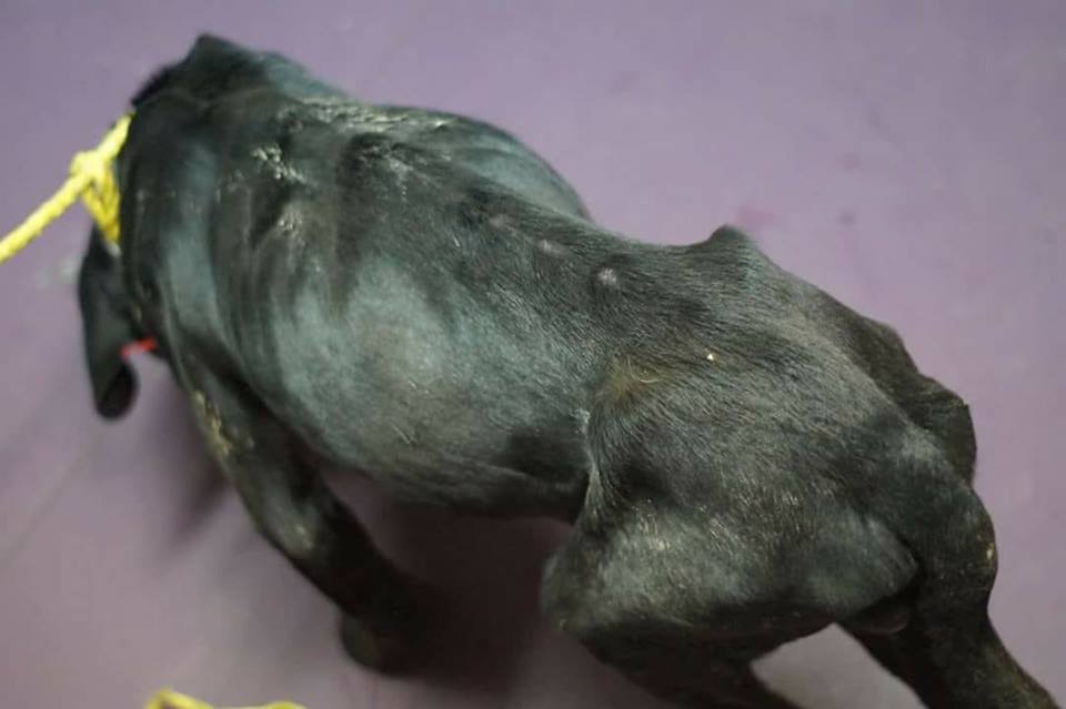 Chodzący szkielet cane corso na pokładzie fundacji:Shot. Wciąż poszukiwany "właściciel" lub oprawca psa.