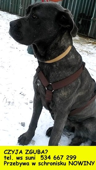 ZNALEZIONO MŁODĄ SUCZKĘ w typie cane corso ok/Końskich woj świętokrzyskie. POSZUKIWANY właściciel.