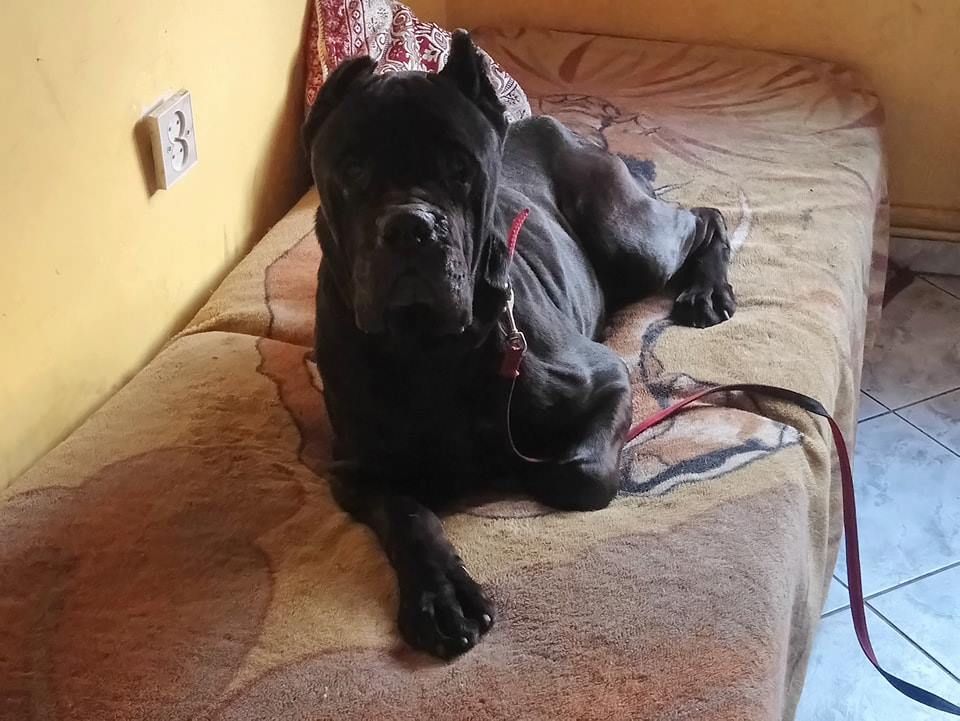 SZUKAMY WŁAŚCICIELA TEGO PSA - znaleziony 13.02.2018 w okolicach Brodnicy - Niskie Brodno