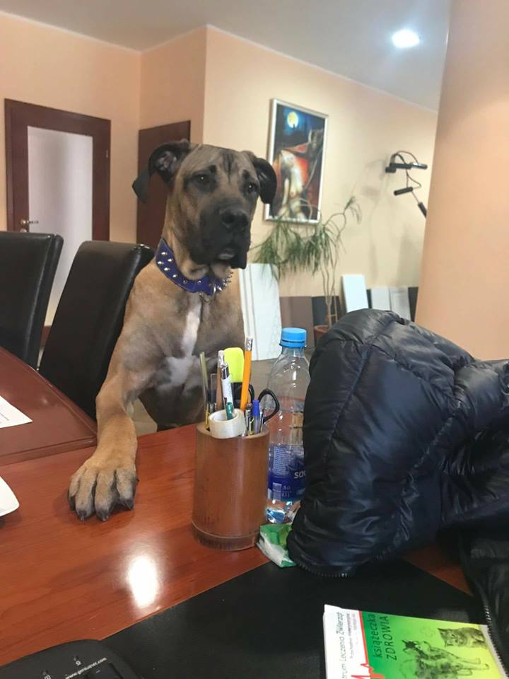 Szukamy odpowiedzialnego domu dla 8 m-cznego Lucjana