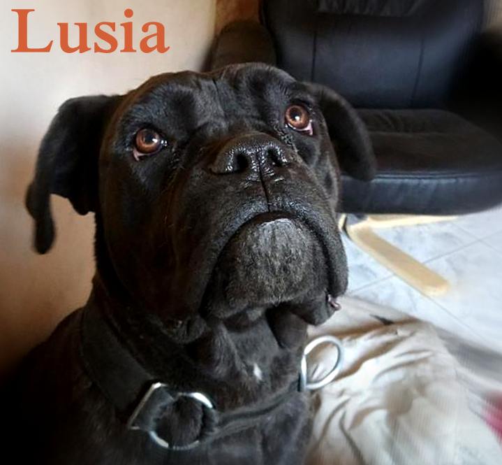 Na pokładzie Fundacji CCRP witamy nową dziewczynkę - Lusię :-) 