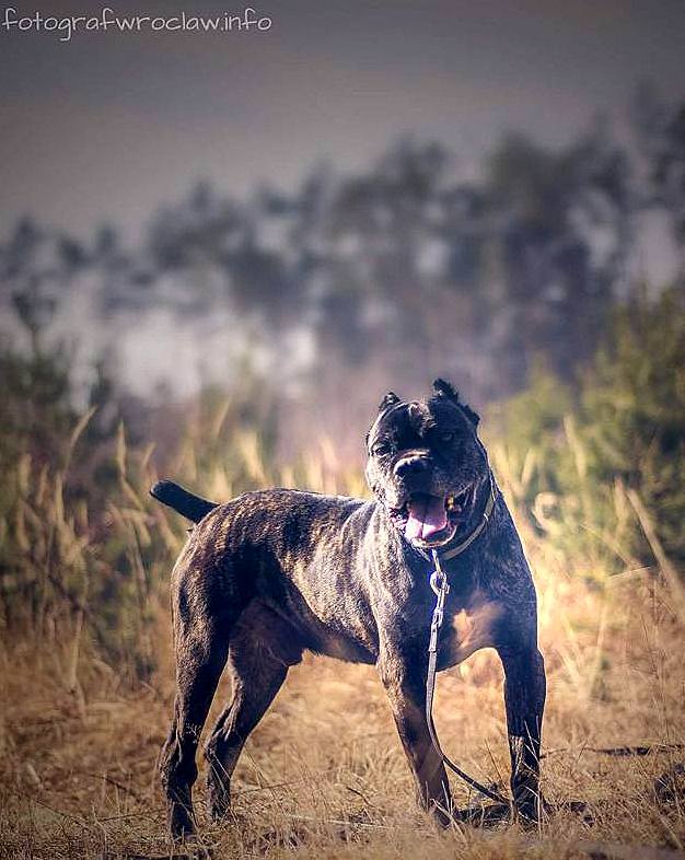 Kochani przypominamy, że Bostonek nadal szuka domku :( 