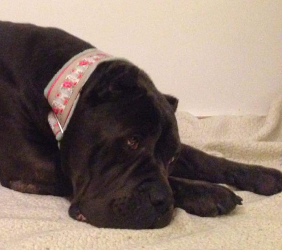 Lilu po operacji !!!