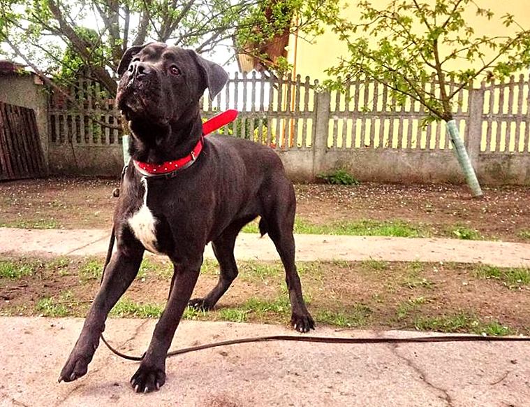 Fanta- sunia z maskotą w pyszczku już na pokładzie Fundacji CCRP