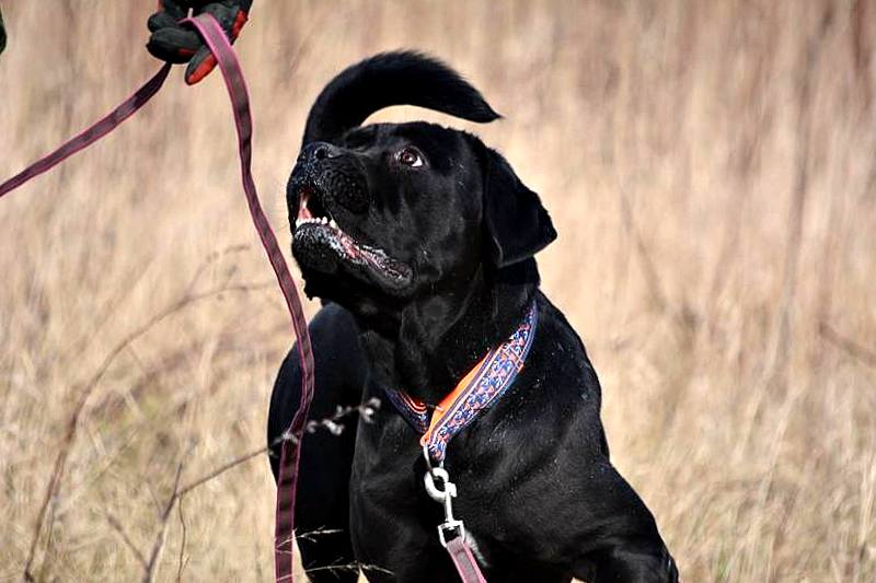 IVAN- gotowy na zamieszkanie we własnym domu