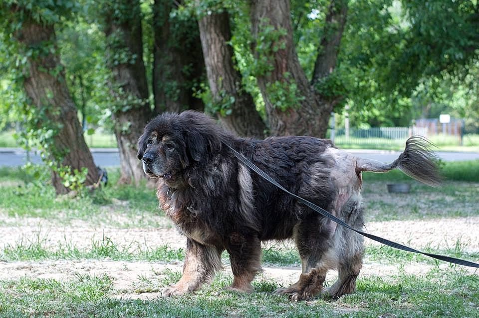 Hagrid- cudowny 8 letni Mastiff Tybetański do adopcji