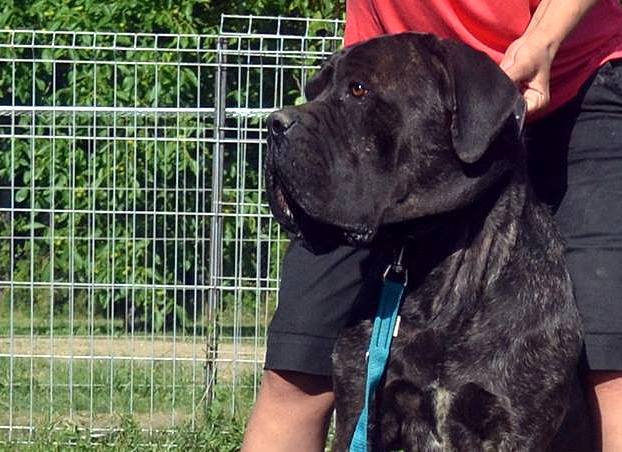 Baron- 2 lata-  cane corso do adopcji