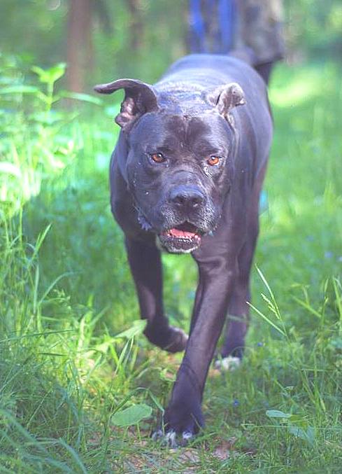 Dom dla Tysona pilnie poszukiwany