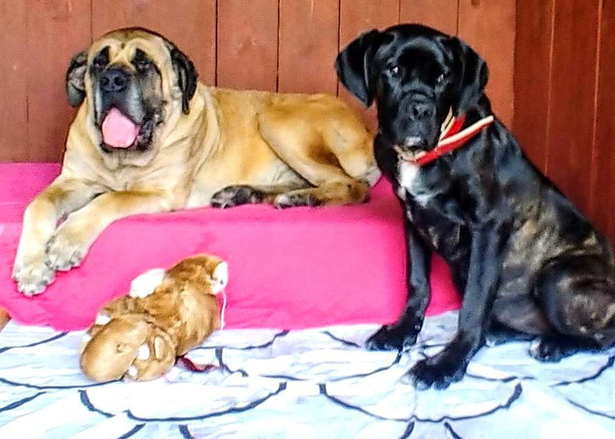 Mama z córką do wspólnej adopcji - Bunia i Bejbi