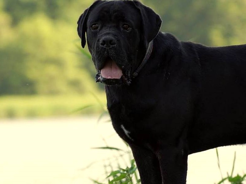 Przepiękny Ivan - przypomina się skromnie, że nadal czeka na swój dom  :( 