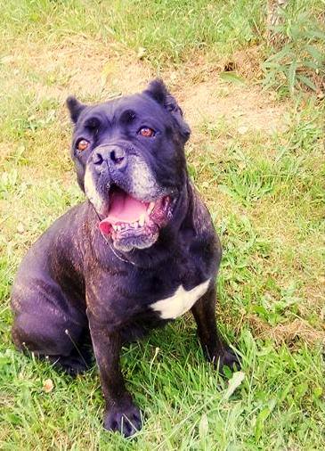 Granda- 7 letnia sunia z krwi i kości cane corso- do adopcji
