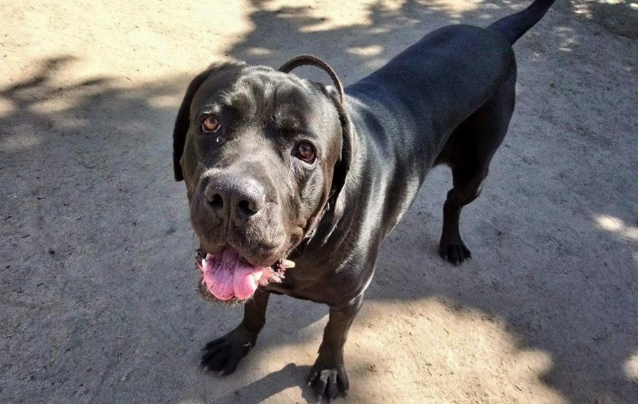 Fado- bardzo pozytywny i łagodny 3 letni psiak przypomina się . On , wciąż czeka na dom :( 