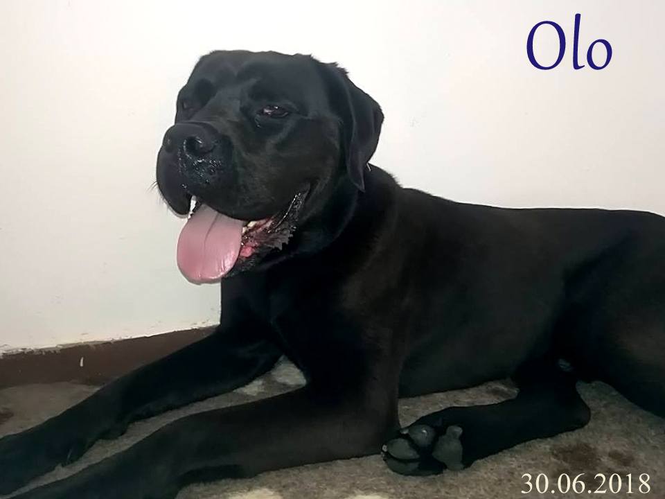 30 czerwca 2018r.-na pokład Fundacji CCRP trafia OLO.