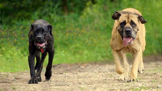 Mama z córeczką gotowe do adopcji :) 