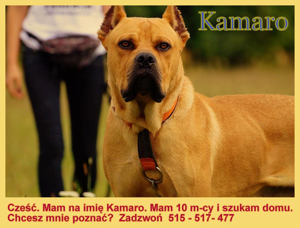 Szukamy domu  dla wspaniałego Psa. Ma na imię Kamaro . Całkowicie gotowy do zamieszkania z nową rodziną. Przebywa w hoteliku pod Łodzią.