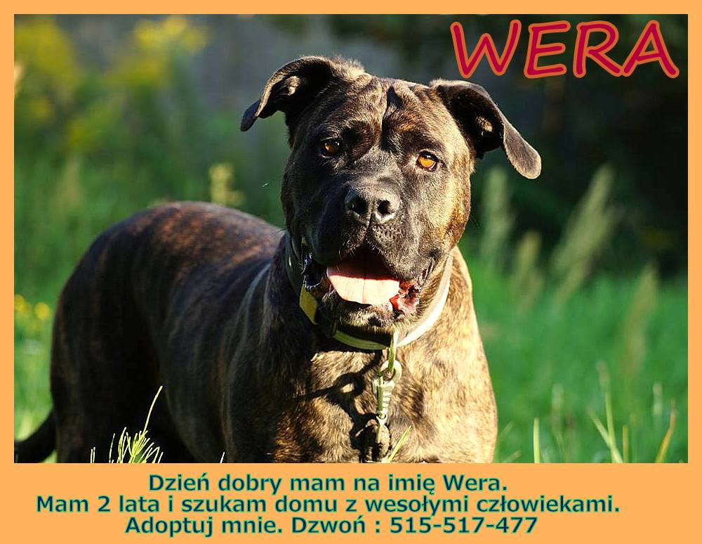 Szukamy domu dla Wery. Wercia to około 2 letni wulkan energii. Gotowa na zamieszkanie z nową rodziną. Z nią nigdy nie będzie nudno :) Przebywa w hoteliku pod Łodzią.