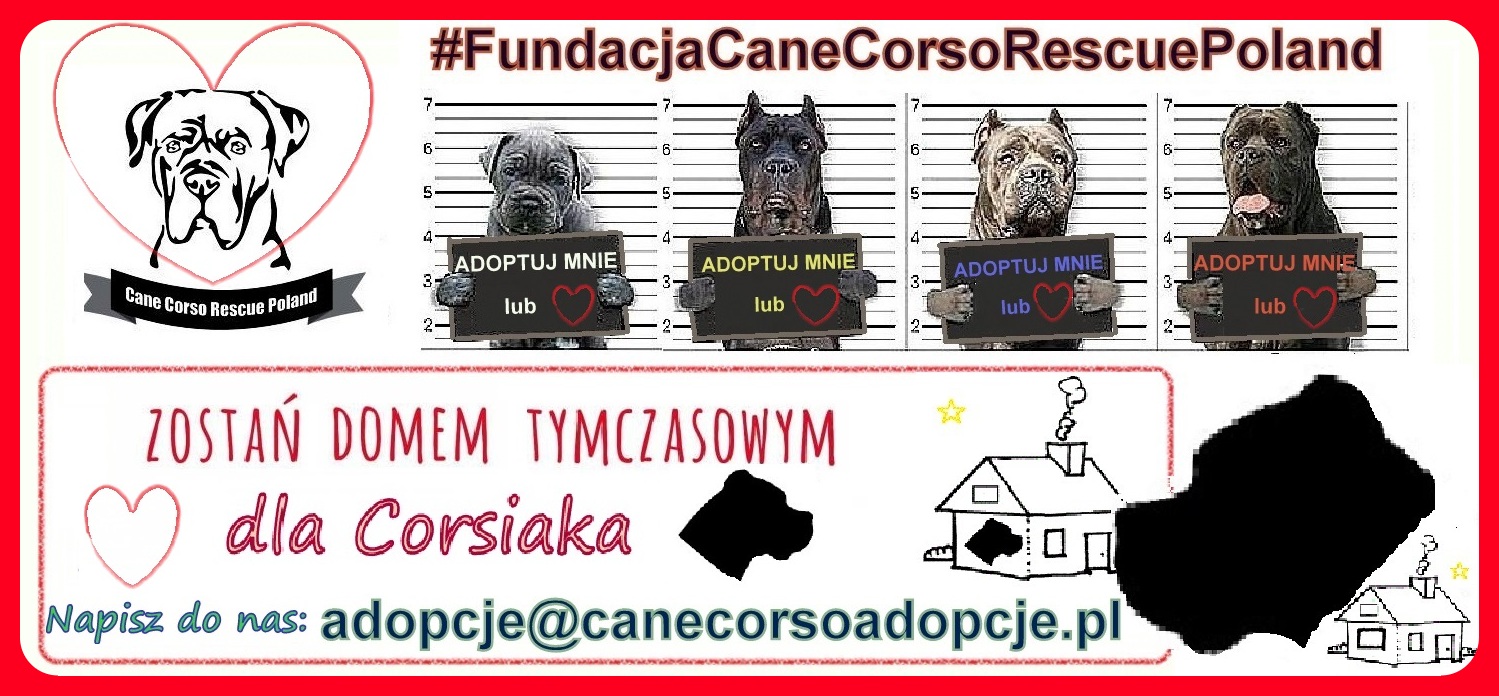 SZUKAMY ODPOWIEDZIALNYCH DOMÓW TYMCZASOWYCH.