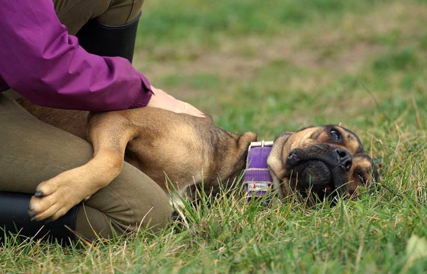 Nowa sunia na pokładzie Fundacji CCRP - przytulas Candy :) 