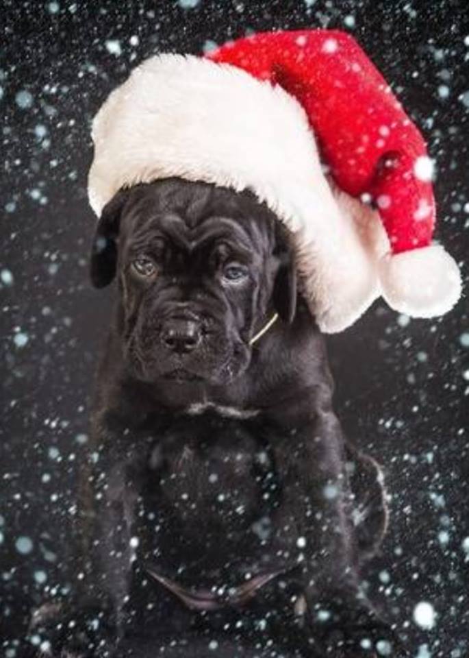 Zbiórka pieniędzy na MIKOŁAJA DLA CORSIAKÓW BEZDOMNIAKÓW :* 