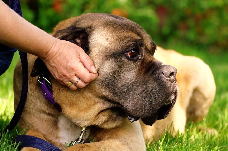 Gdy Twój pies boi się burzy i wystrzałów