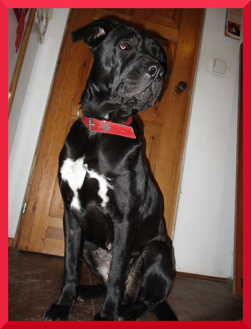 Suczka szuka kochającego domu!! 507-920-043