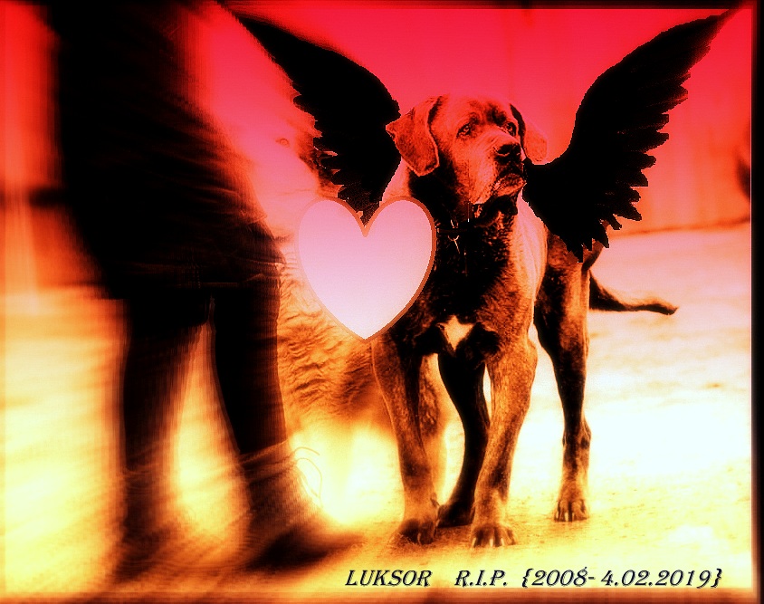 LUKSOR za Tęczowym Mostem :( Dziś serca Fundacji krwawią mocno...nie mówimy żegnaj , a do zobaczenia.