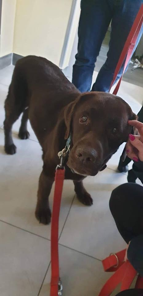 Fado i Roxi - gwiazda z filmu z Maciejem Zakościelnym „ Tylko mnie kochaj” - dziś prosi o pomoc 