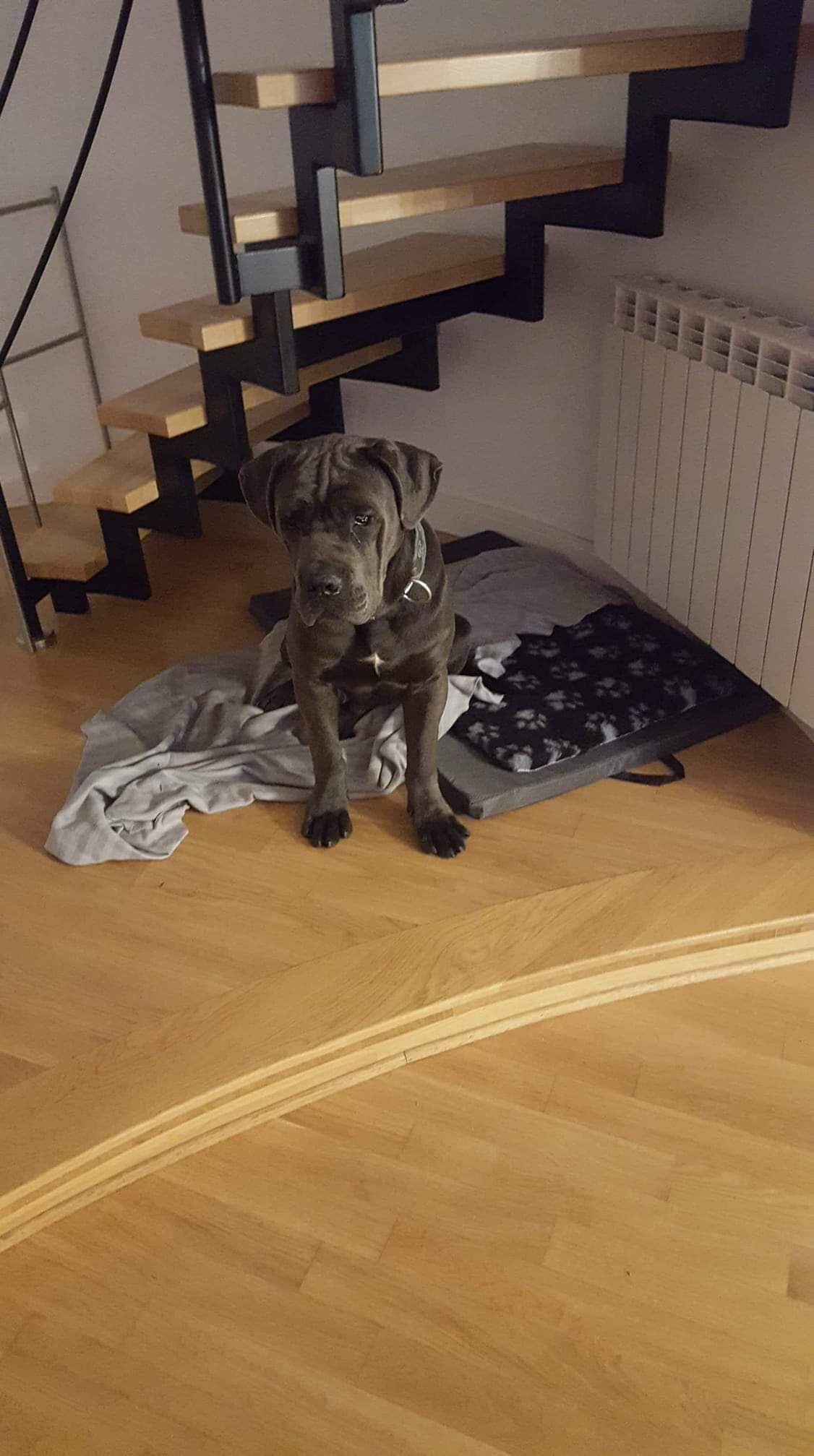 Demon w Domie tymczasowym 