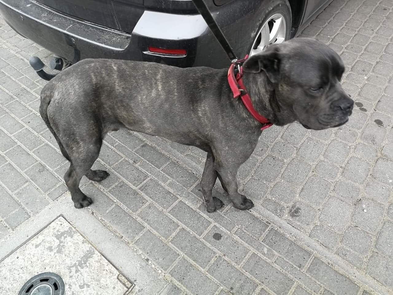 Przemyślana adopcja - Iwar odebrany 