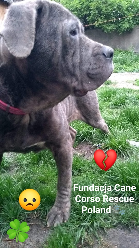 Fiona - nowa sunia na pokładzie 