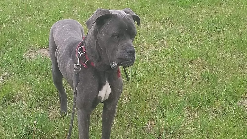 Iwarek - serce się nam łamie do jakiego stanu doprowadziła go rodzina adopcyjna ...