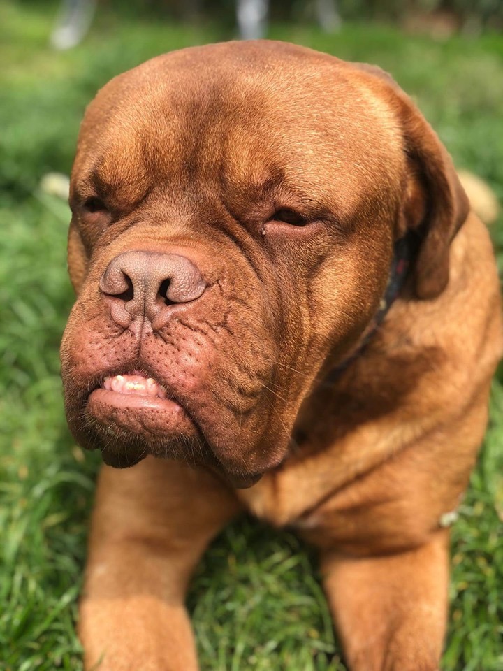 Szczenuś chłopak bezjajeczny ?