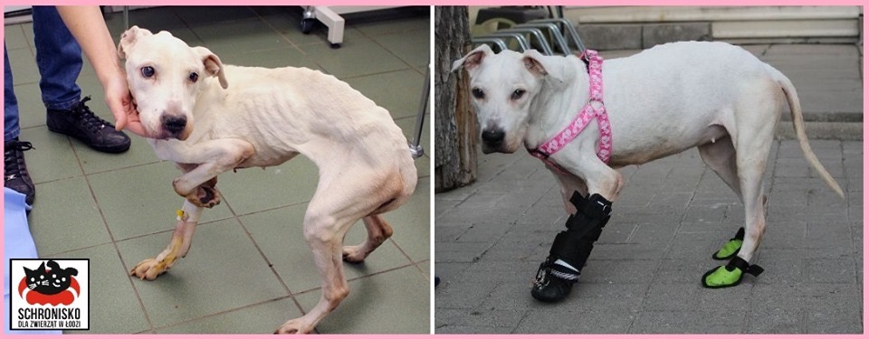 STOP BESTIALSTWU I ZWYRODNIALSTWU ???‍♀️