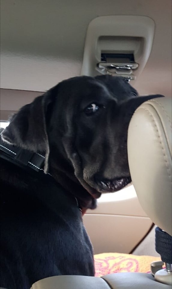 Halo ! Tu Enzo - trzymajcie kciuki za mnie i za moich człowieków żeby mnie pokochali tak mocno jak ja ich już kocham ?❤️?