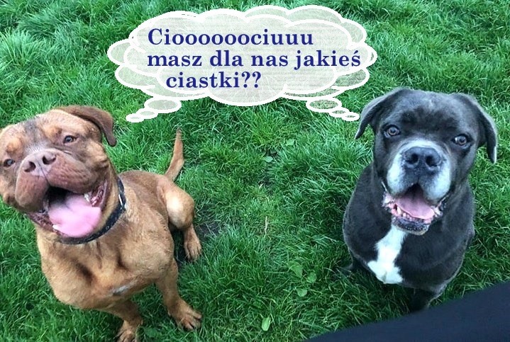 Szczeneczka i Aparcik ?