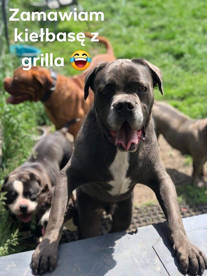 No to grillujemy - jol ziomale  ?