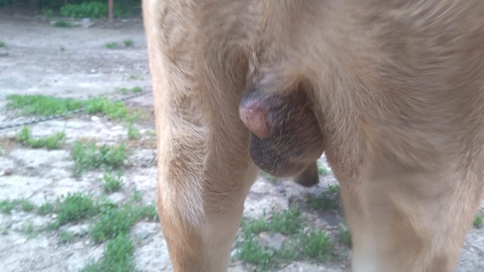 Haruś jedzie na rodeo znowu ?