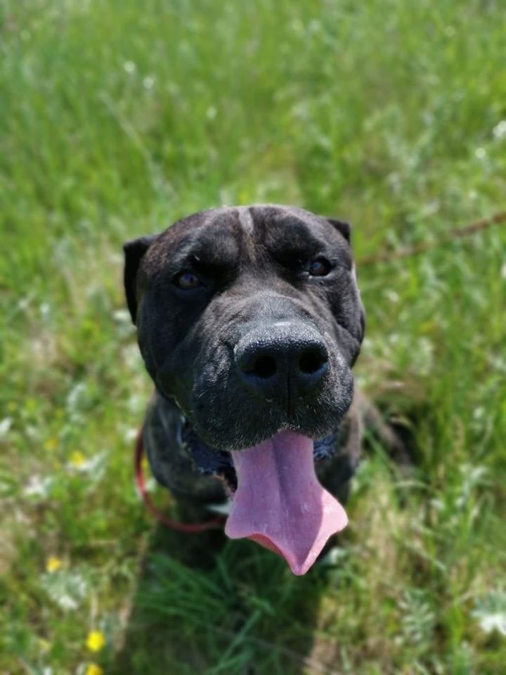 Apel o pomoc w znalezieniu domu - świat runął dla tego psiaka ?