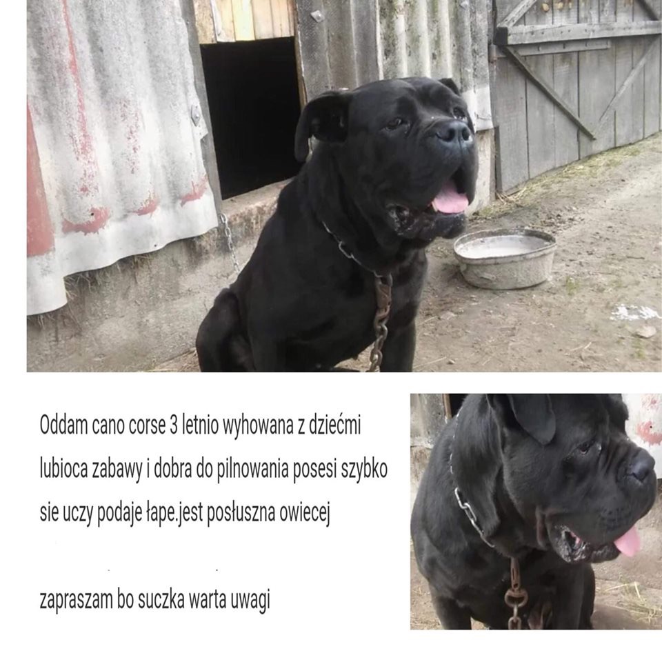 Nie wiemy co pisać bo serce się rozpada poprostu na milion kawałków ??