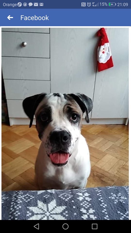 Milka 5 -miesięczna sunia do adopcji ?