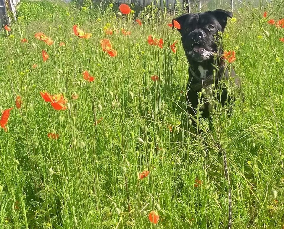 Bąbelek nasz Kochany poleca się do adopcji ❤️