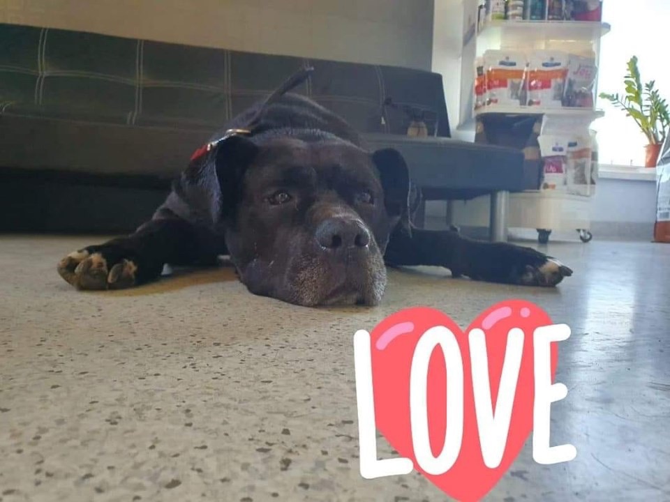 Tayson odwiedza weterynarza ?