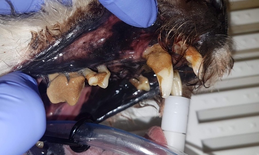 Pamietajmy aby dbać o zdrowie naszego psiaka ❤️