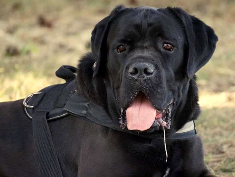 IWAN- pies idealny czeka na adopcję